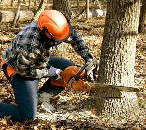 Tree Removal in Rose Hill, KS